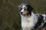 BERGER AUSTRALIEN PUPPIES 401